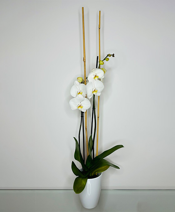 Arreglo Florar de Orquídea Blanca en Tielmes de Tajuña