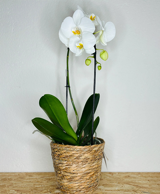 Orquídeas Blancas en Tielmes de Tajuña Comprar y Enviar una Orquídea Blanca