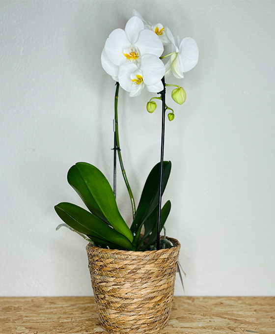 Comprar y Enviar una Orquídea Blanca