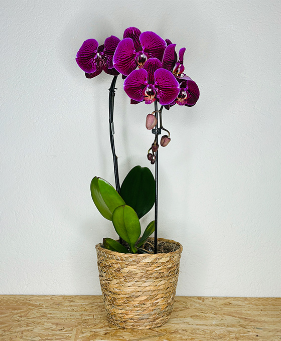 Arreglos Florales de Orquídeas en Tielmes