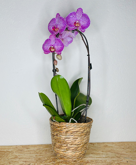 Comprar y Enviar Orquídea Rosada en Tielmes