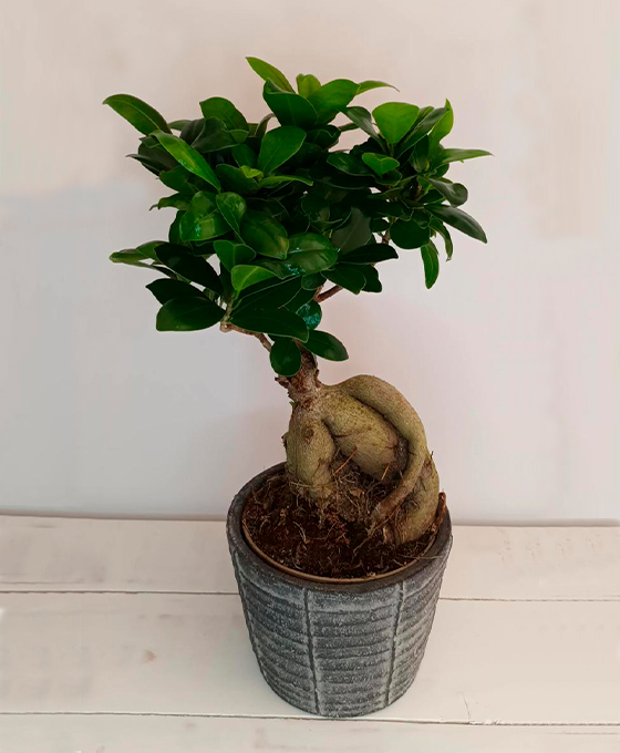 Comprar Planta Bonsai Ficus en Espliego Floristería