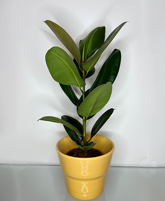 Arreglo con Planta Ficus Robusta en Tielmes de Tajuña