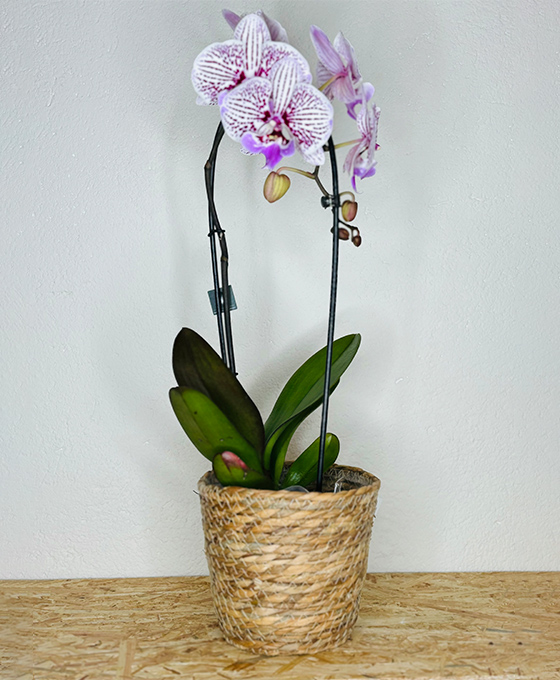 Orquídea Blanca con rasgos Morados