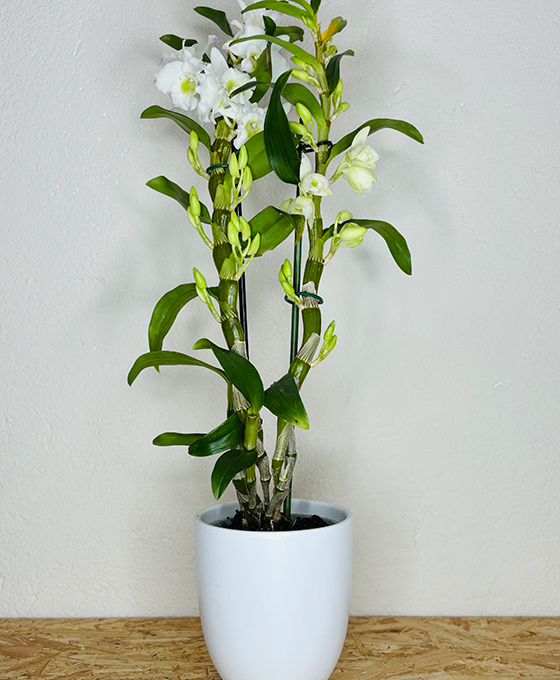 Planta de Bambú en Tielmes