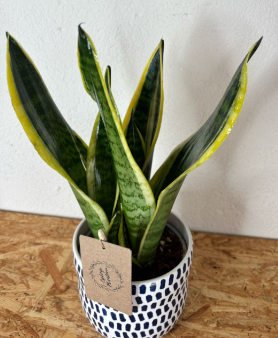 Sansiviera con macetero