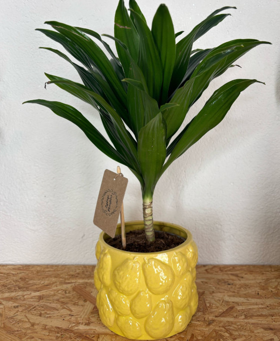 Dracaena con macetero amarillo